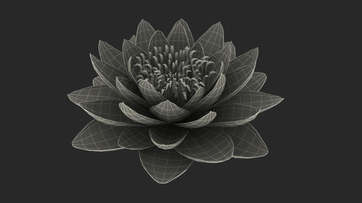 Blooming European White Water Lily 3D model