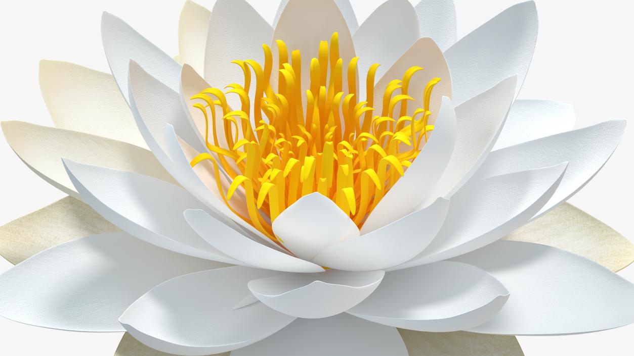 Blooming European White Water Lily 3D model