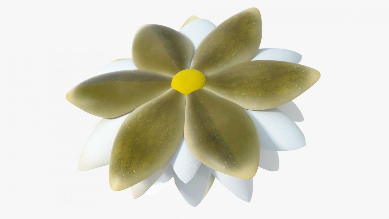 Blooming European White Water Lily 3D model