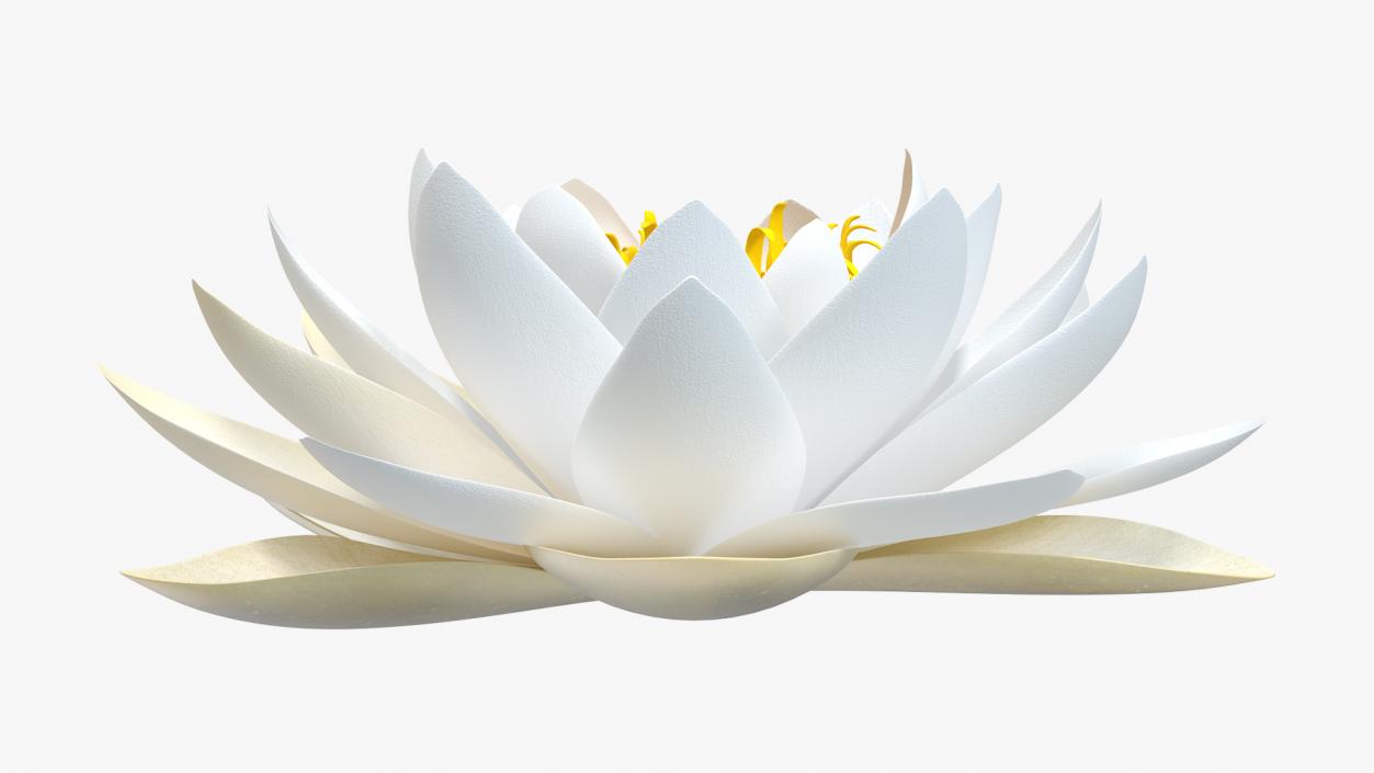 Blooming European White Water Lily 3D model