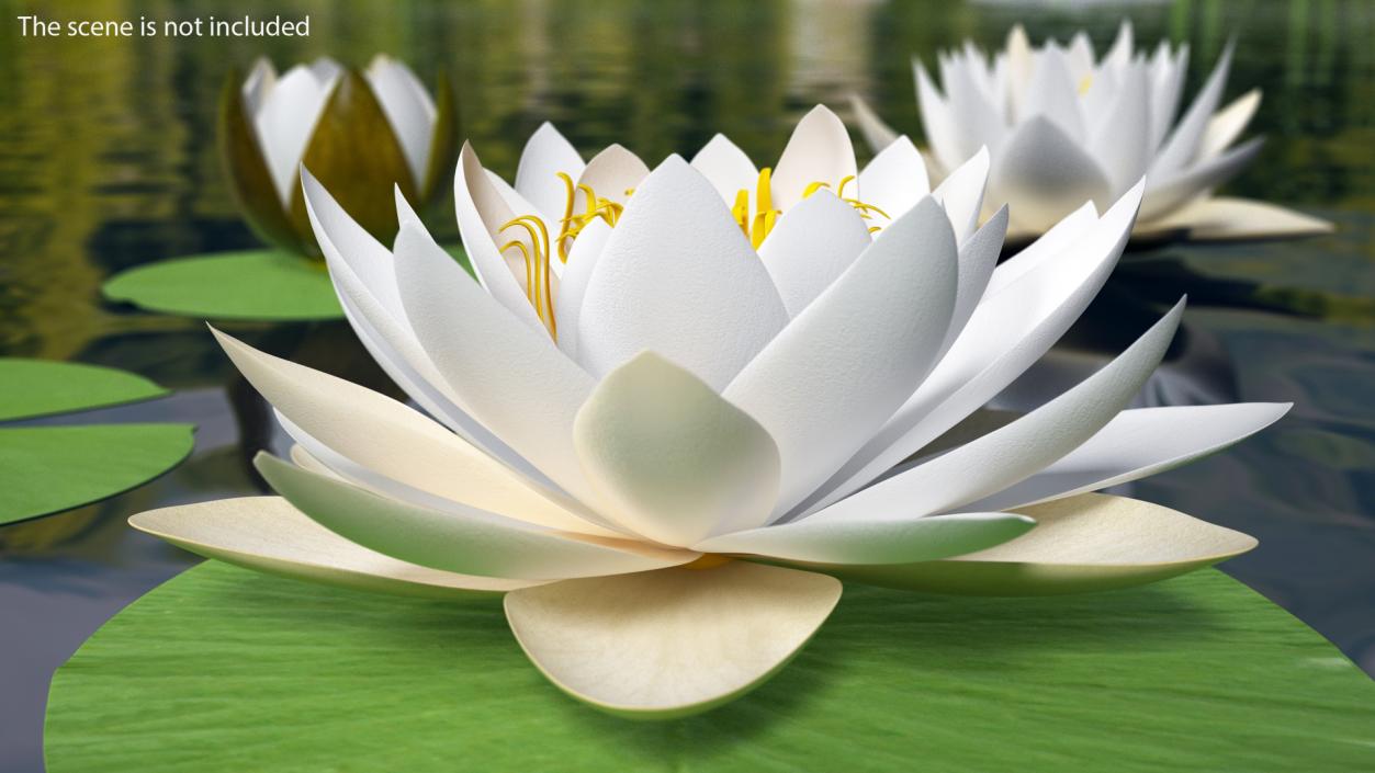 Blooming European White Water Lily 3D model