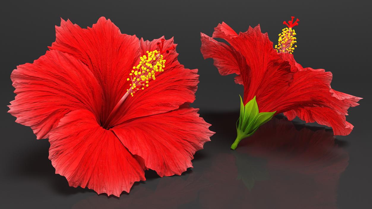 3D Blooming Red Hibiscus Flower model