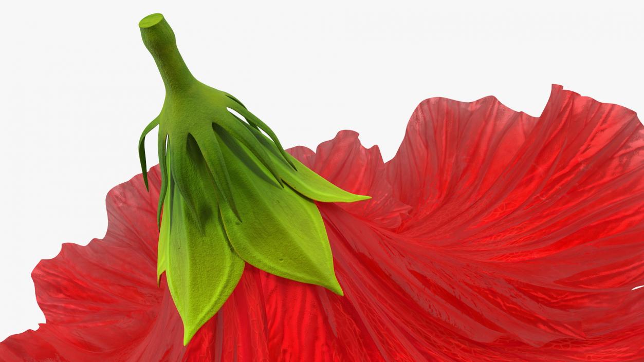 3D Blooming Red Hibiscus Flower model