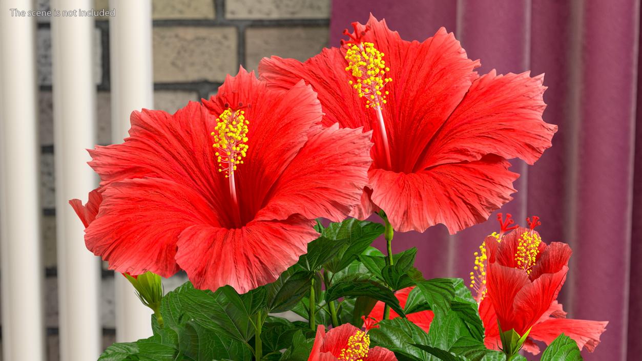 3D Blooming Red Hibiscus Flower model