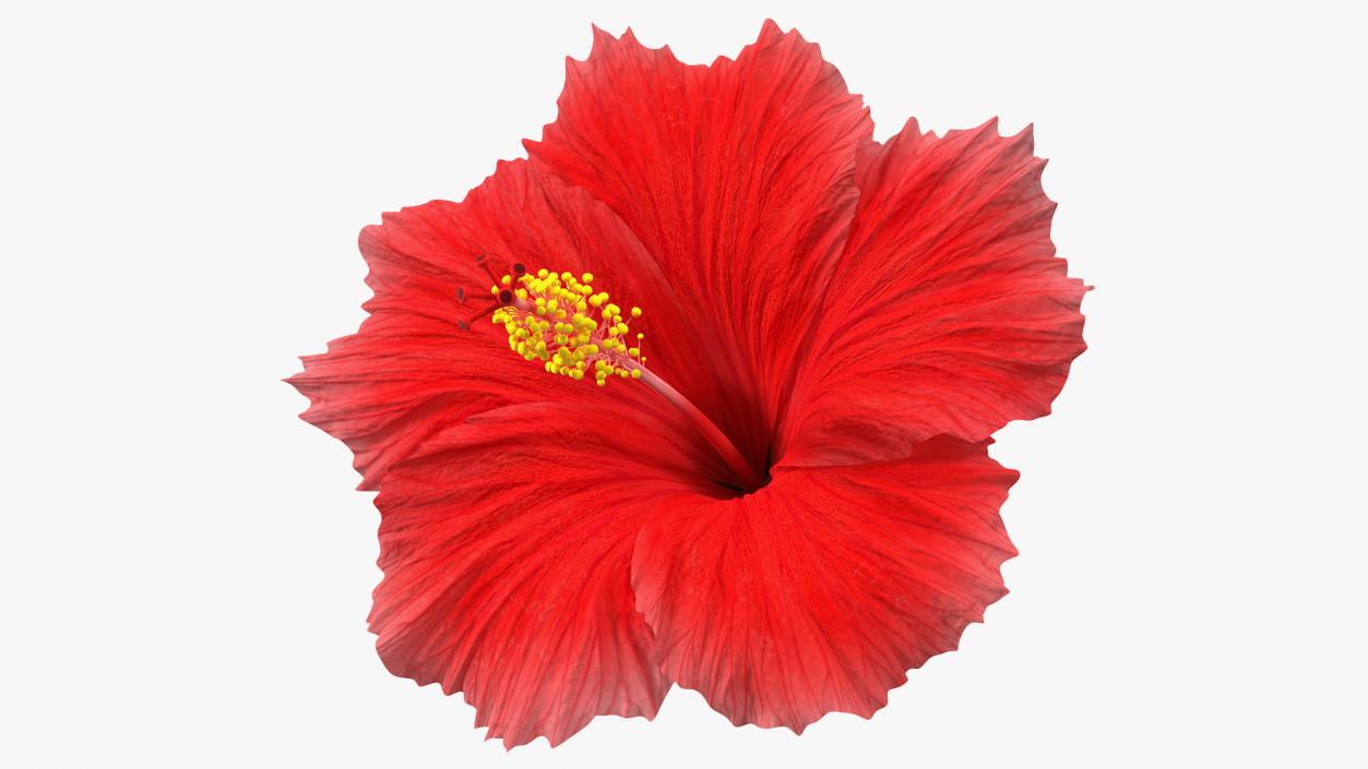 3D Blooming Red Hibiscus Flower model