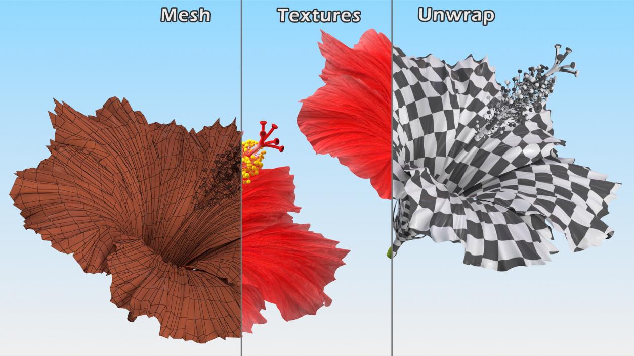 3D Blooming Red Hibiscus Flower model