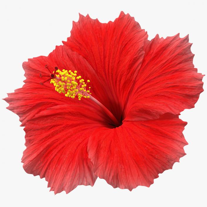 3D Blooming Red Hibiscus Flower model