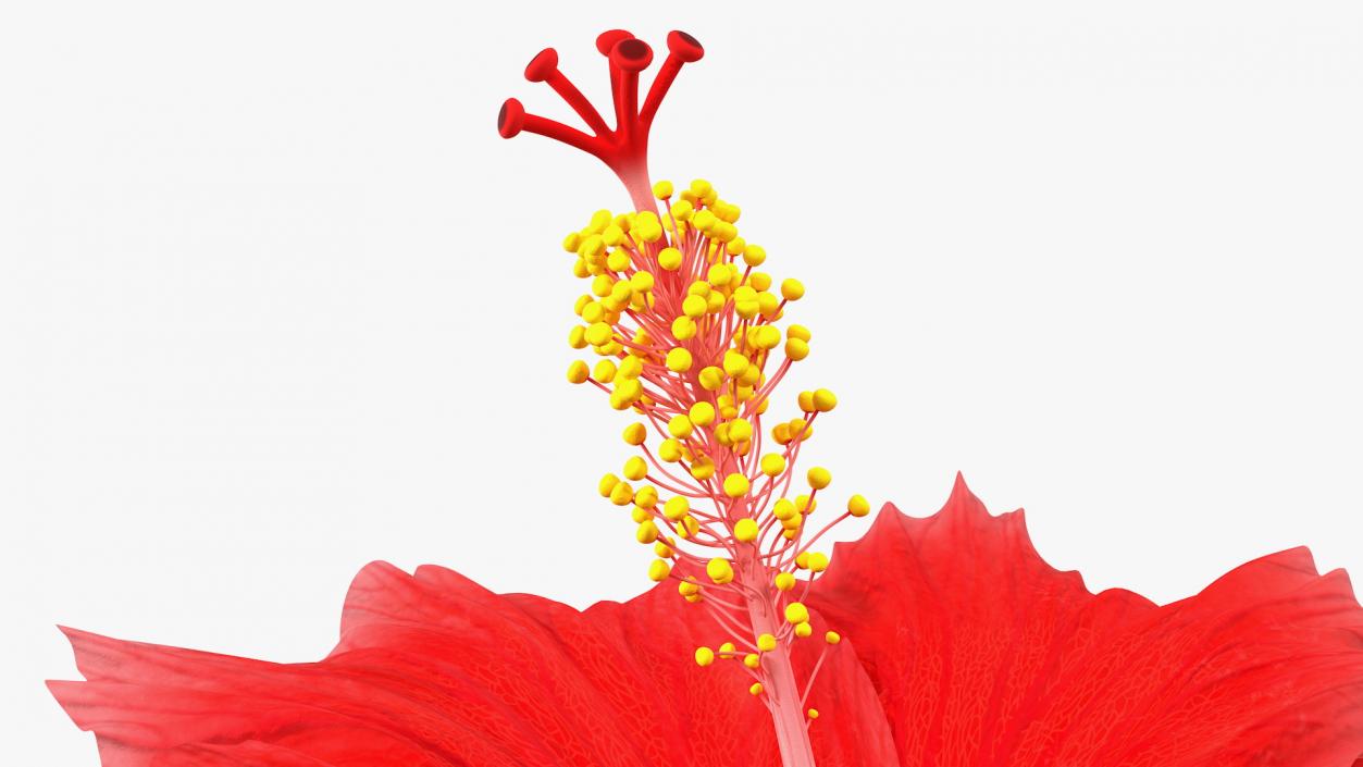 3D Blooming Red Hibiscus Flower model