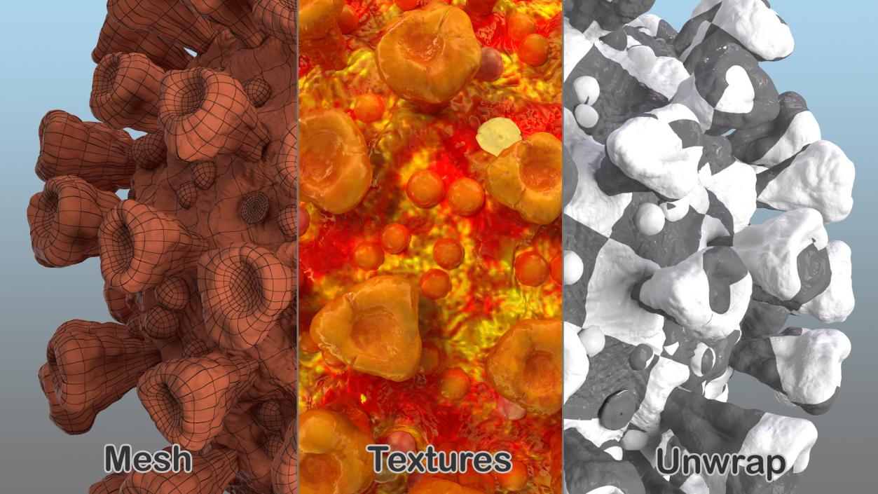 Microscopic Anatomy Collection 3 3D