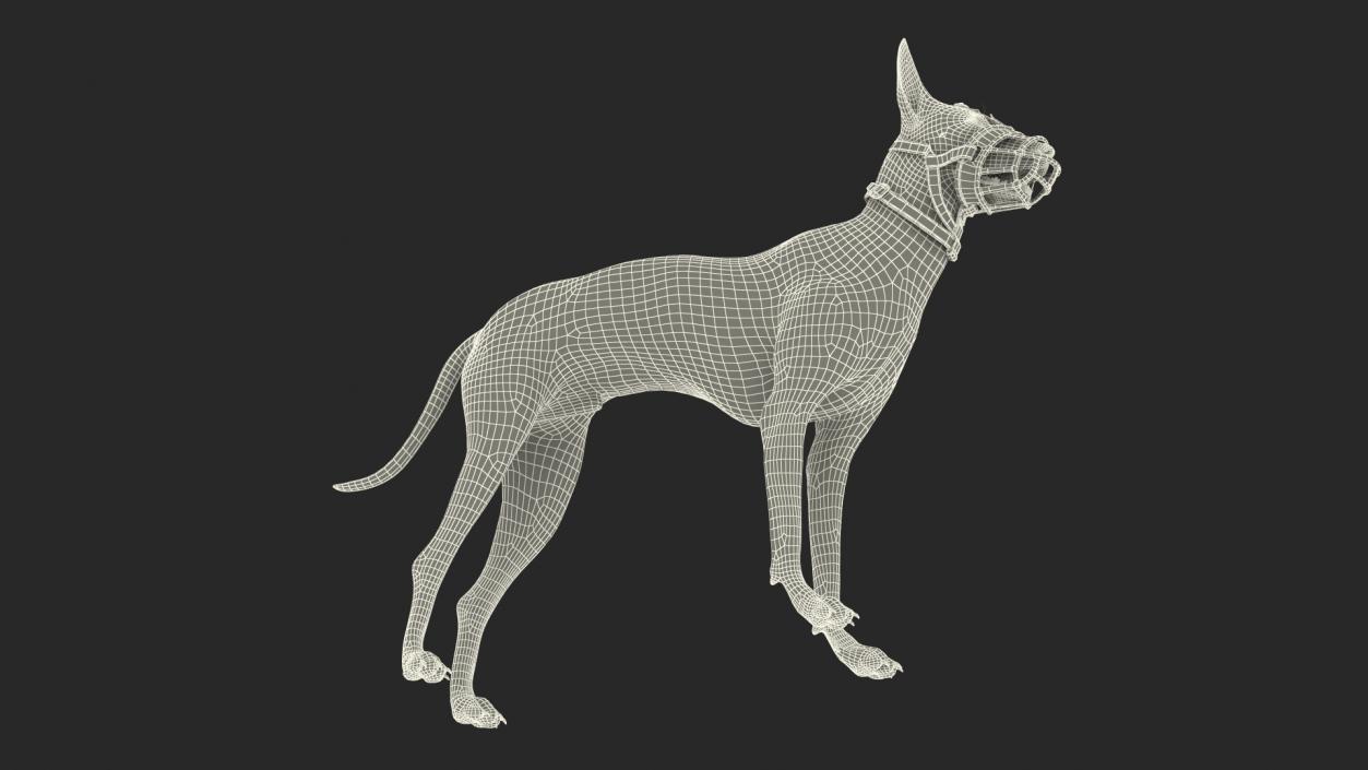 3D Xoloitzcuintli in a Baskerville Muzzle model