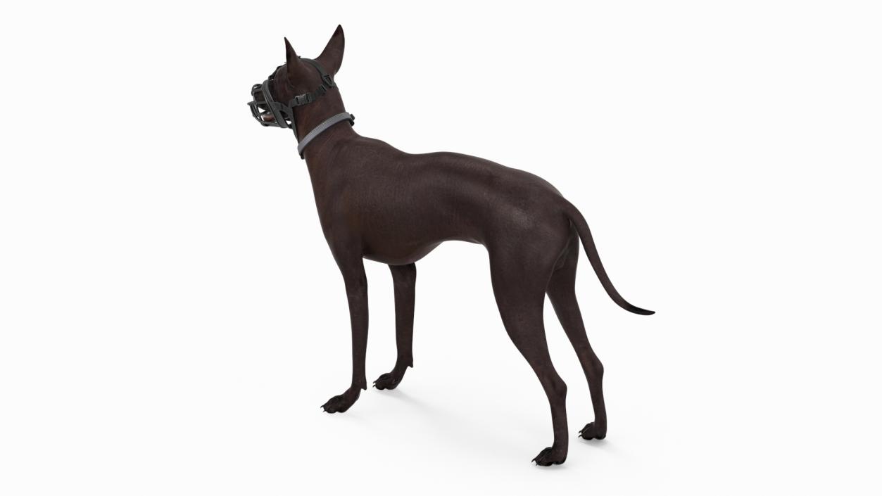 3D Xoloitzcuintli in a Baskerville Muzzle model