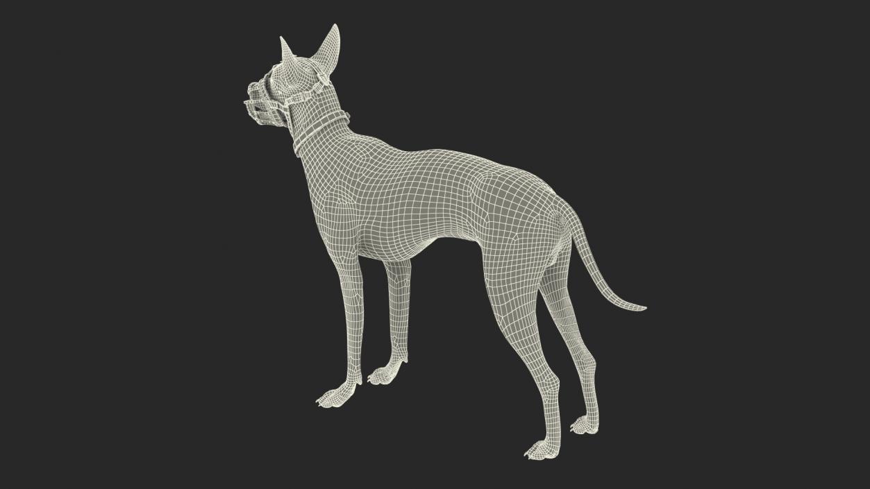 3D Xoloitzcuintli in a Baskerville Muzzle model