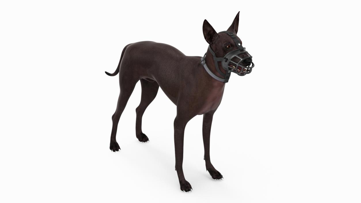 3D Xoloitzcuintli in a Baskerville Muzzle model