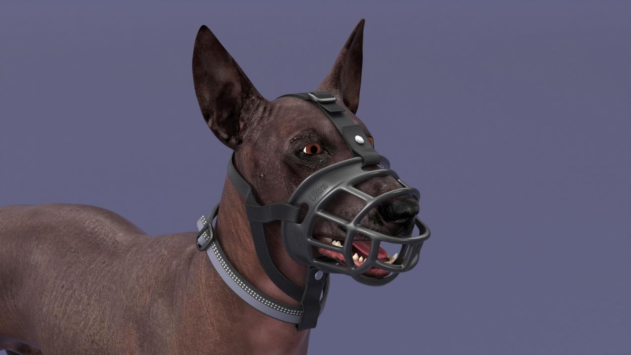 3D Xoloitzcuintli in a Baskerville Muzzle model