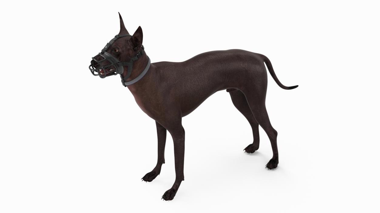 3D Xoloitzcuintli in a Baskerville Muzzle model