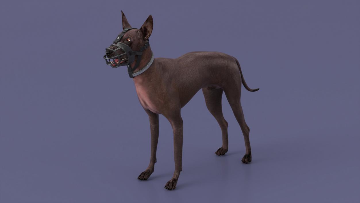 3D Xoloitzcuintli in a Baskerville Muzzle model