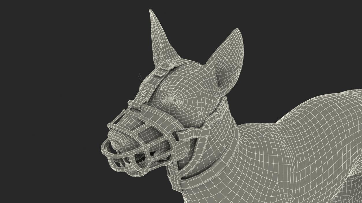 3D Xoloitzcuintli in a Baskerville Muzzle model