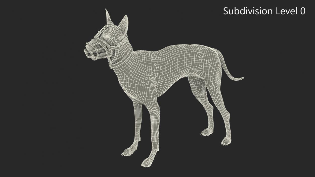 3D Xoloitzcuintli in a Baskerville Muzzle model