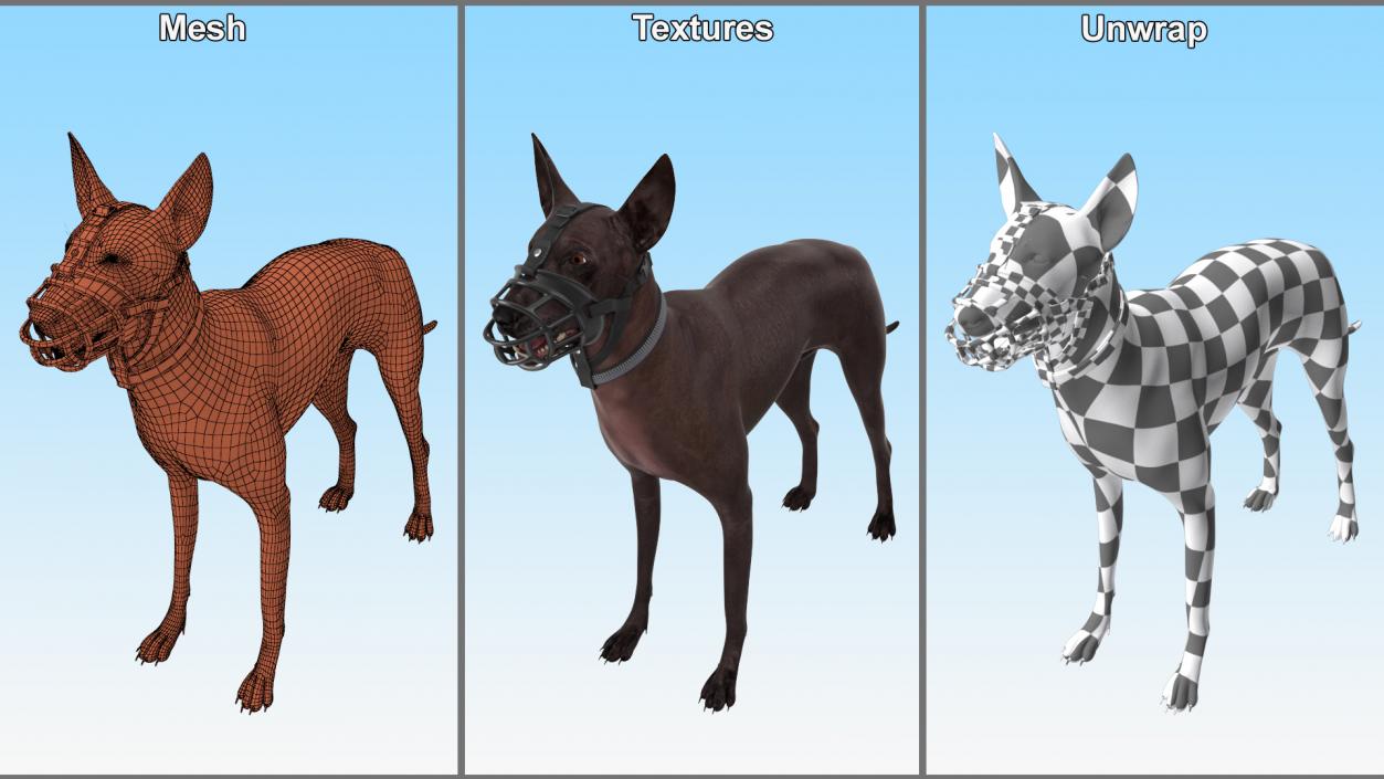 3D Xoloitzcuintli in a Baskerville Muzzle model