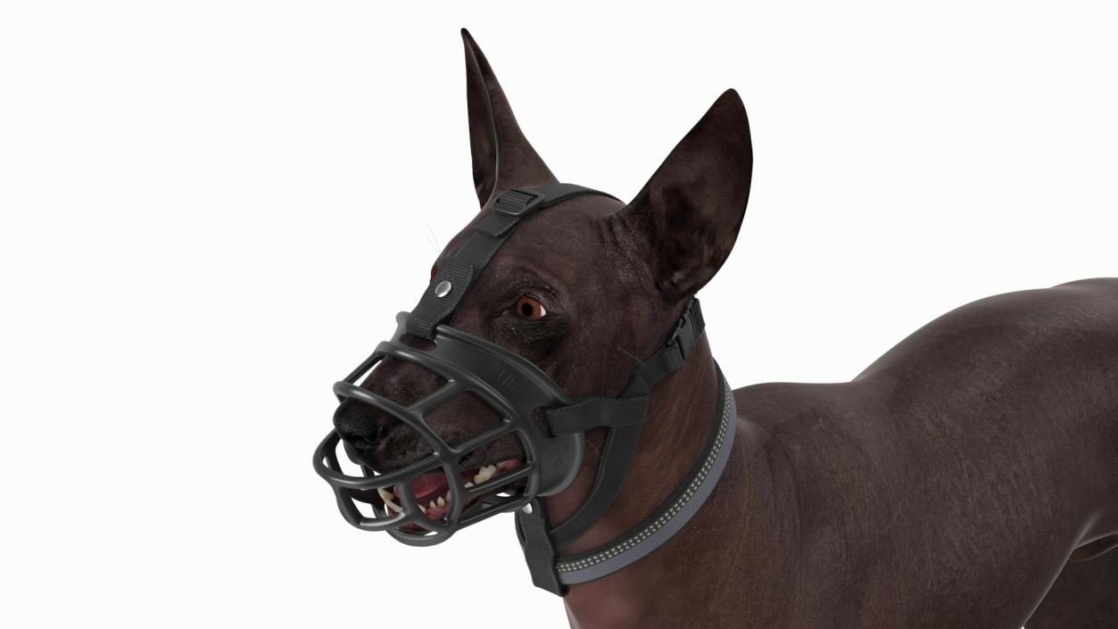 3D Xoloitzcuintli in a Baskerville Muzzle model