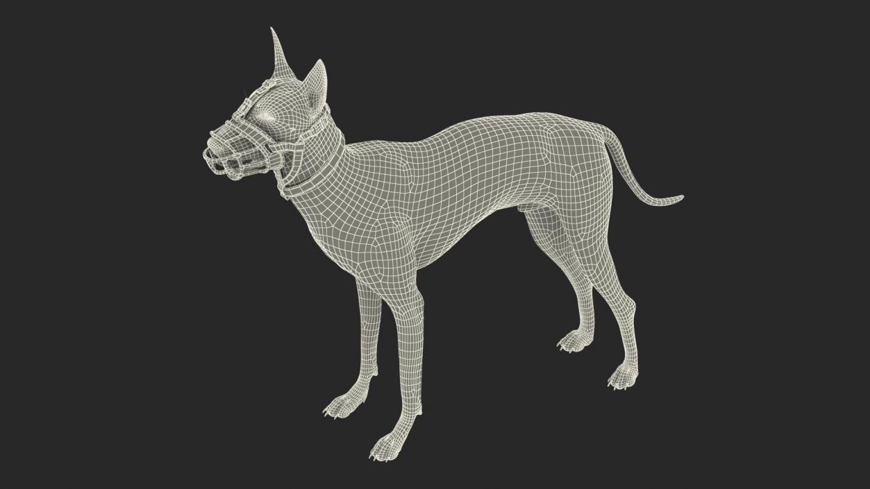 3D Xoloitzcuintli in a Baskerville Muzzle model