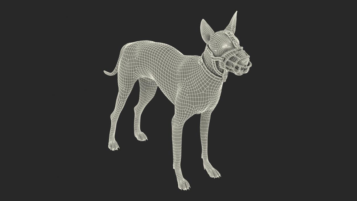 3D Xoloitzcuintli in a Baskerville Muzzle model