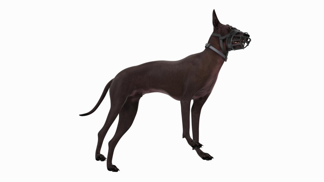 3D Xoloitzcuintli in a Baskerville Muzzle model