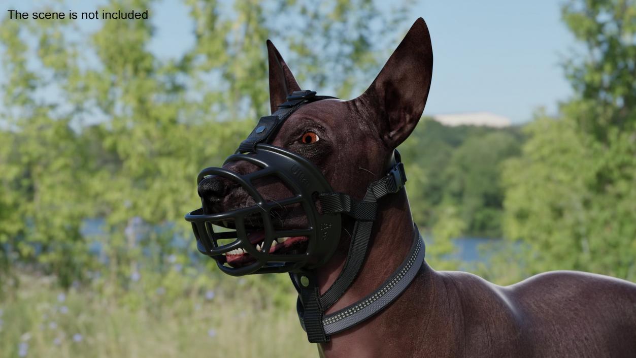 3D Xoloitzcuintli in a Baskerville Muzzle model