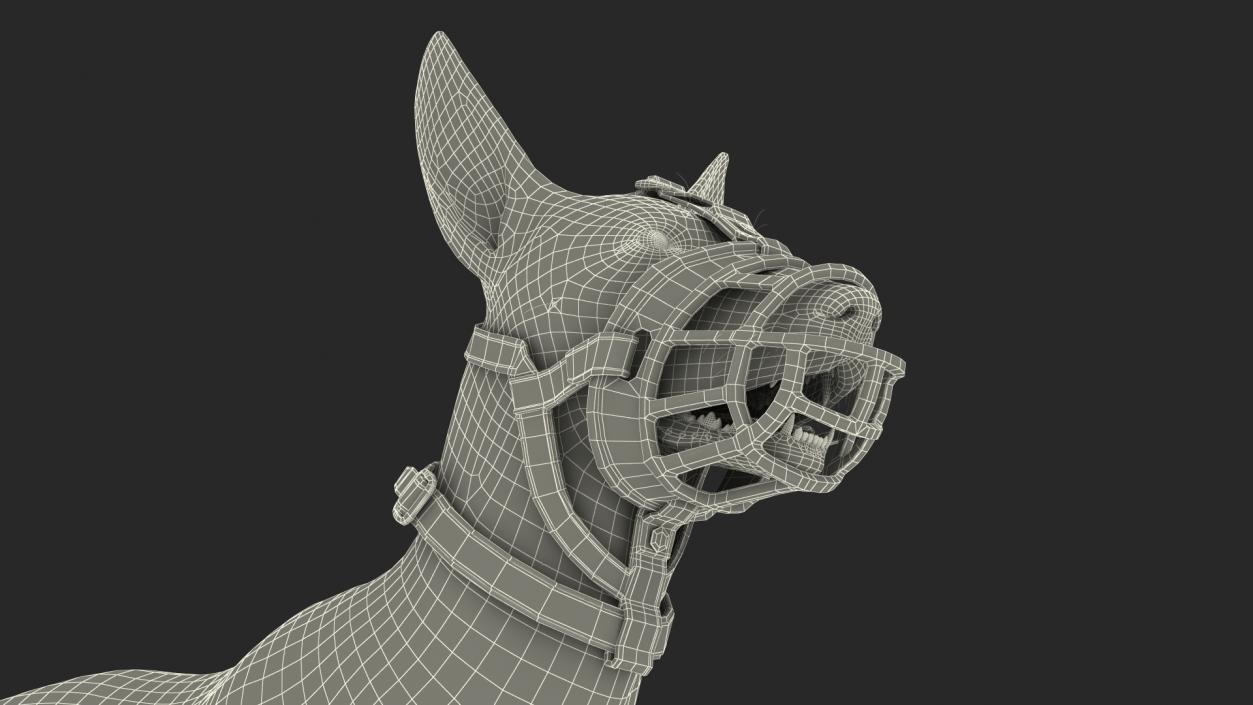 3D Xoloitzcuintli in a Baskerville Muzzle model