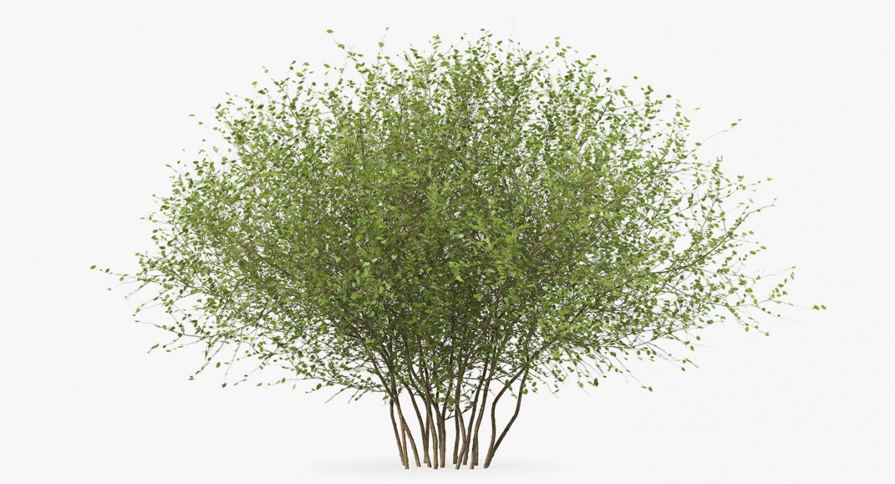 Kolkwitzia Amabilis Bush 3D model