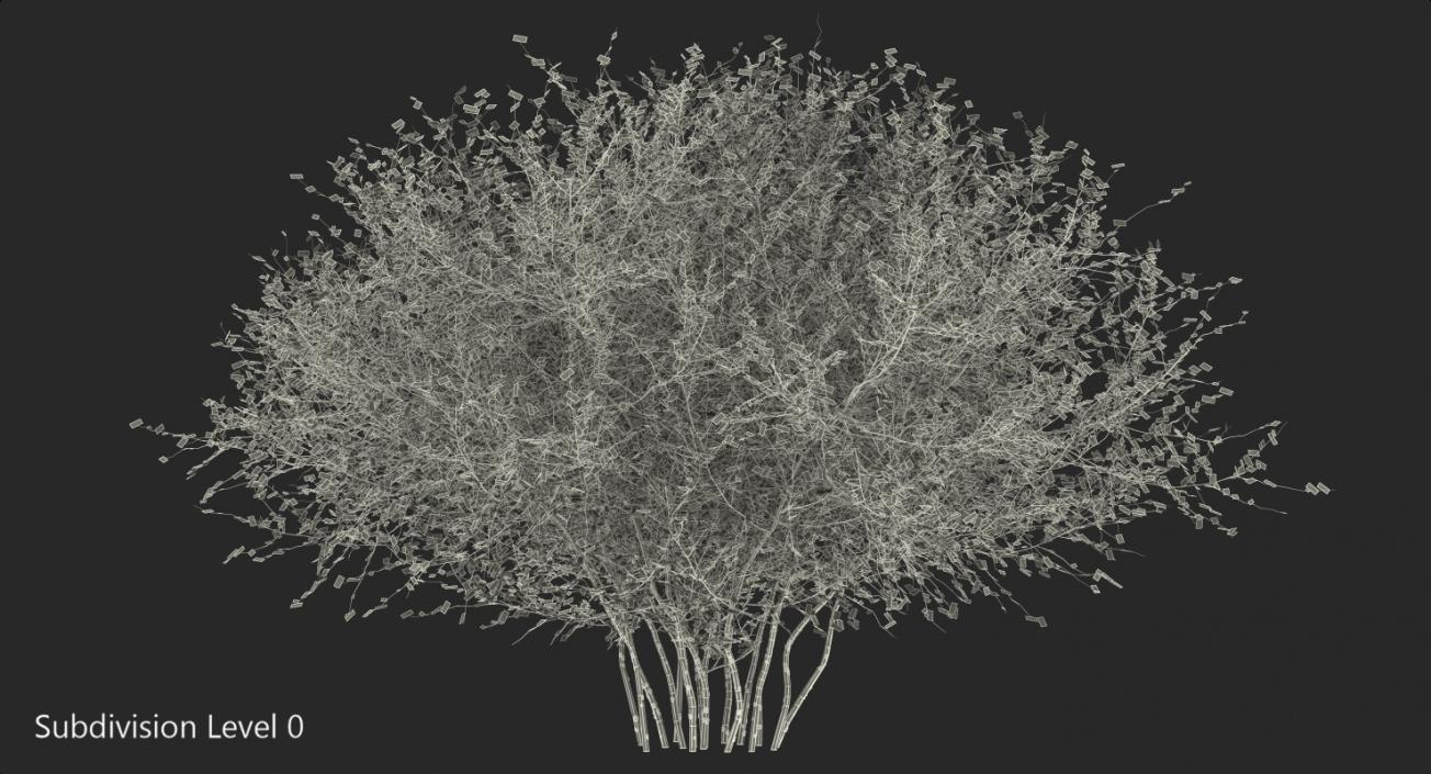 Kolkwitzia Amabilis Bush 3D model