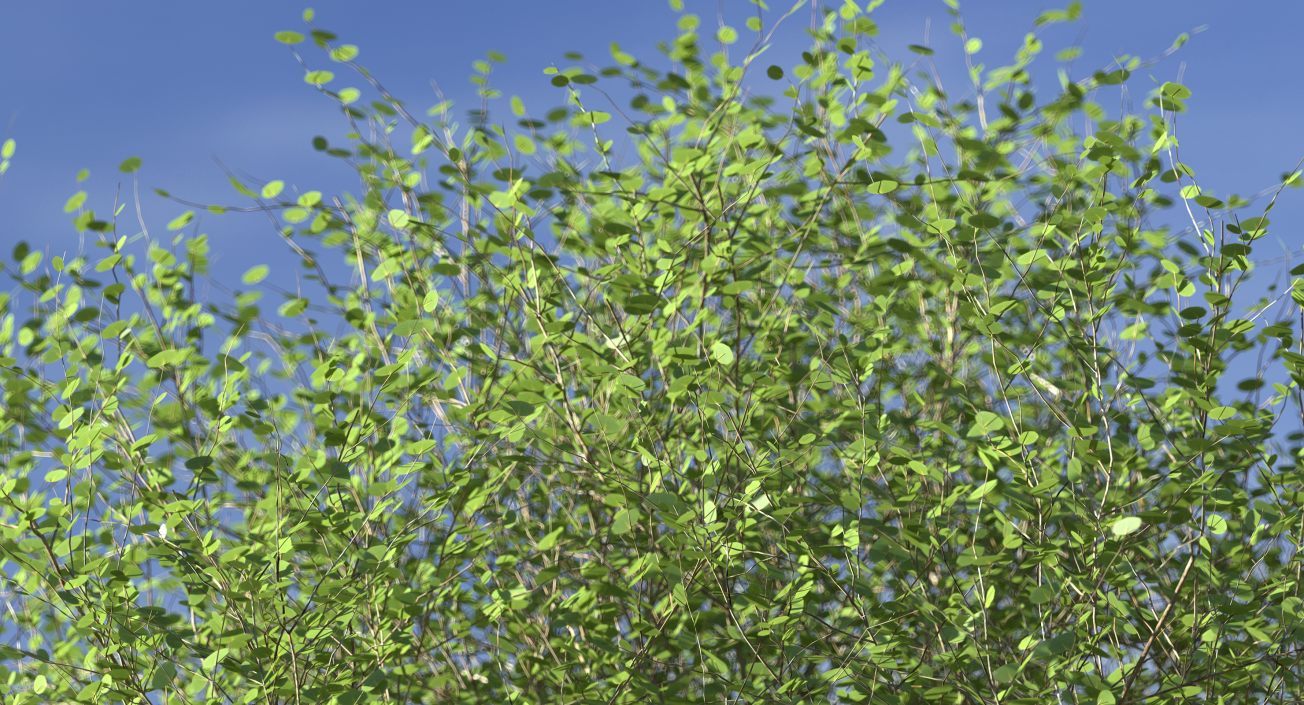 Kolkwitzia Amabilis Bush 3D model