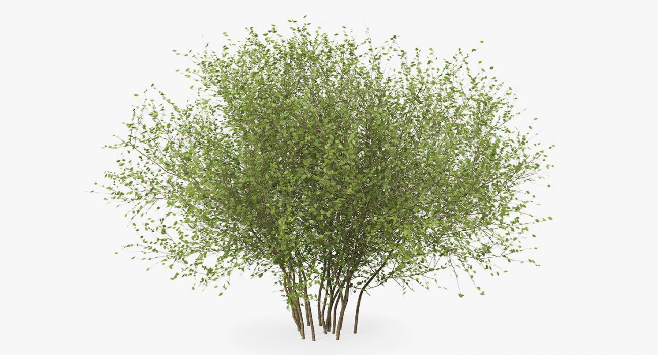 Kolkwitzia Amabilis Bush 3D model