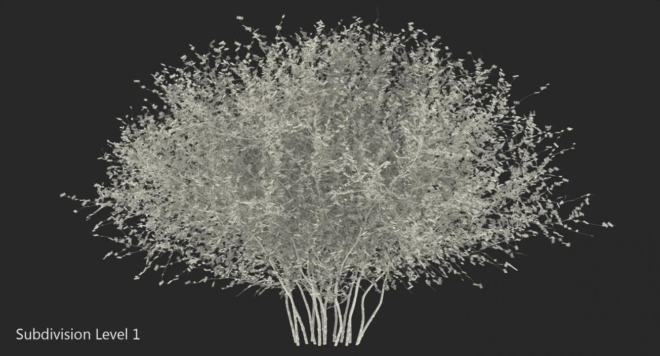 Kolkwitzia Amabilis Bush 3D model