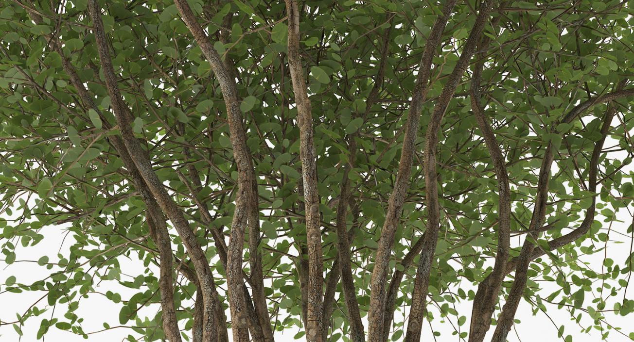 Kolkwitzia Amabilis Bush 3D model