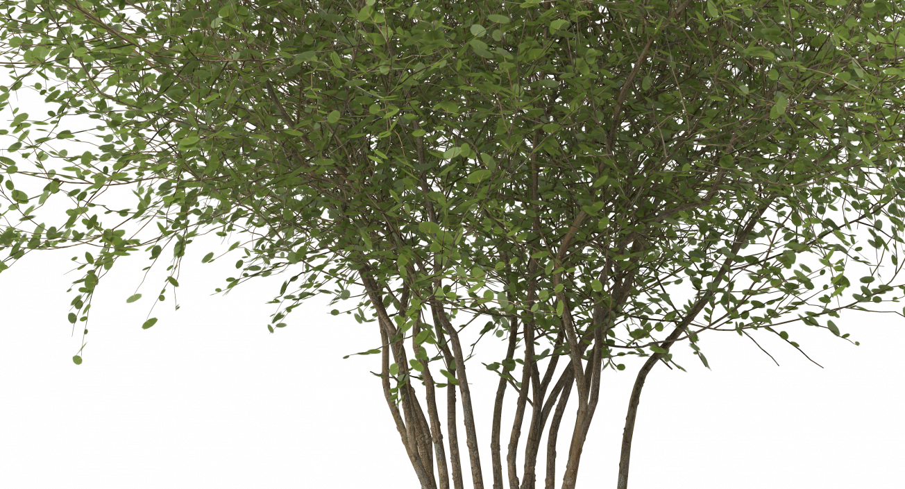 Kolkwitzia Amabilis Bush 3D model