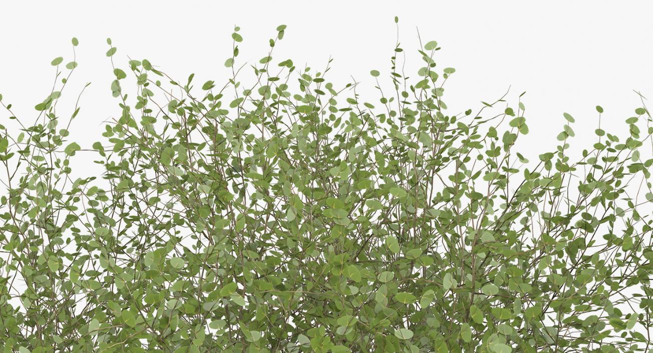 Kolkwitzia Amabilis Bush 3D model