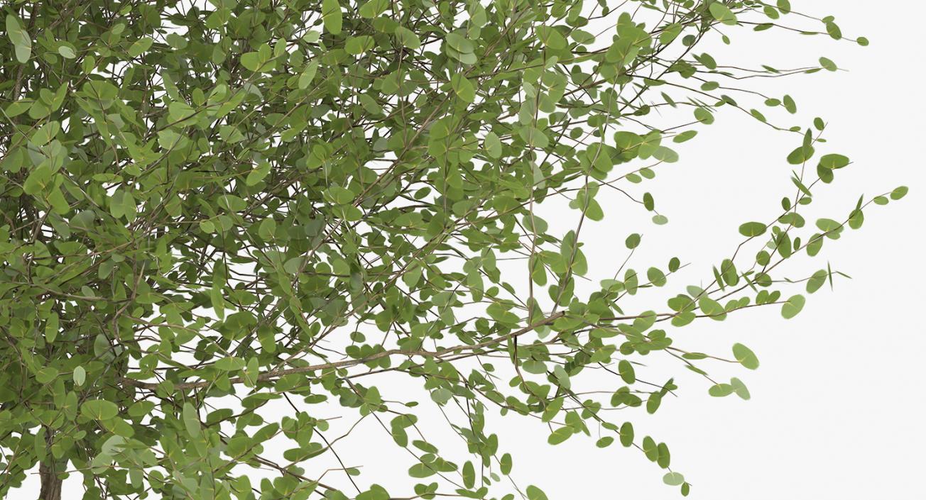 Kolkwitzia Amabilis Bush 3D model