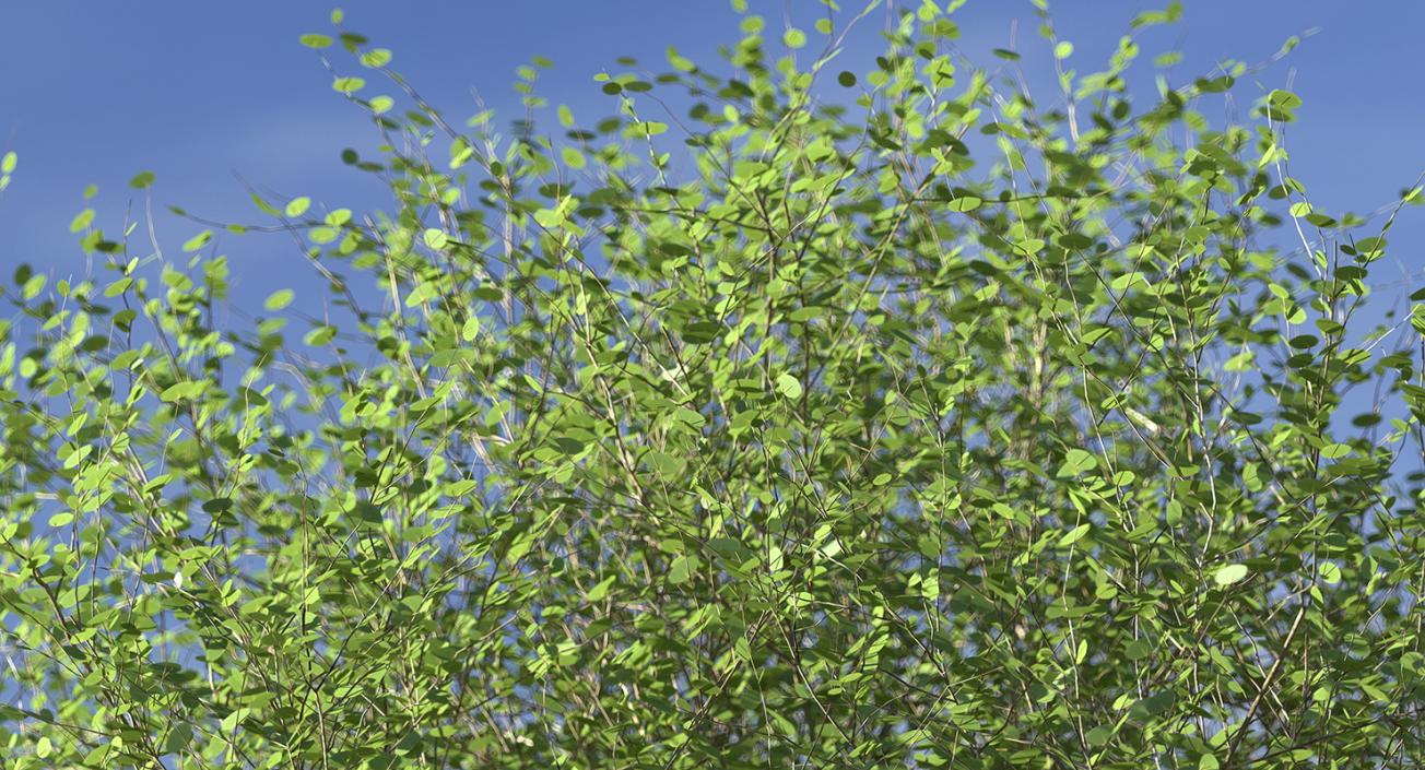 Kolkwitzia Amabilis Bush 3D model