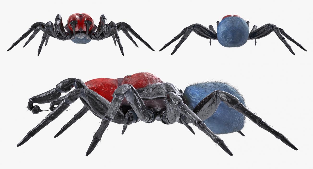 Rigged Spiders 3D Models Collection 2 3D