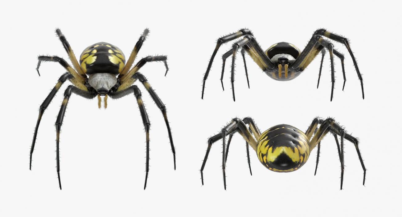 Rigged Spiders 3D Models Collection 2 3D