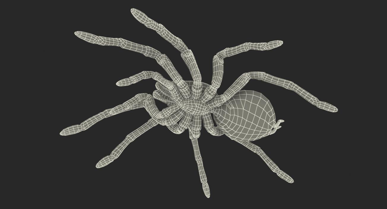 Rigged Spiders 3D Models Collection 2 3D