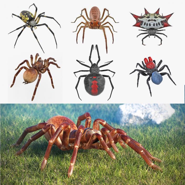 Rigged Spiders 3D Models Collection 2 3D