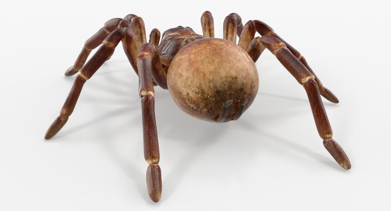 Rigged Spiders 3D Models Collection 2 3D