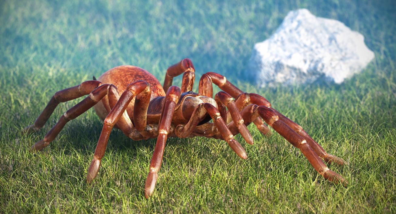 Rigged Spiders 3D Models Collection 2 3D