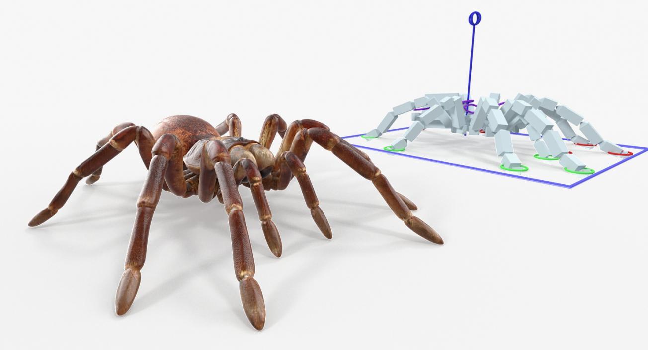 Rigged Spiders 3D Models Collection 2 3D