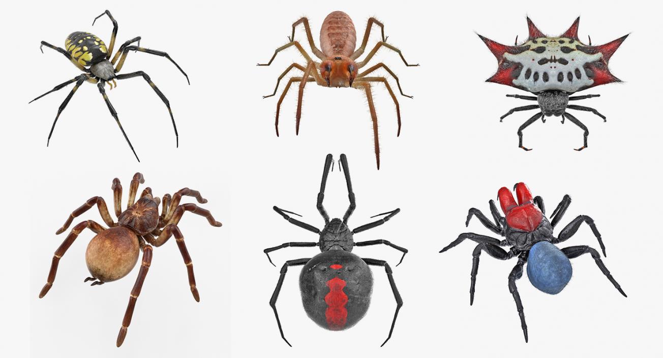 Rigged Spiders 3D Models Collection 2 3D