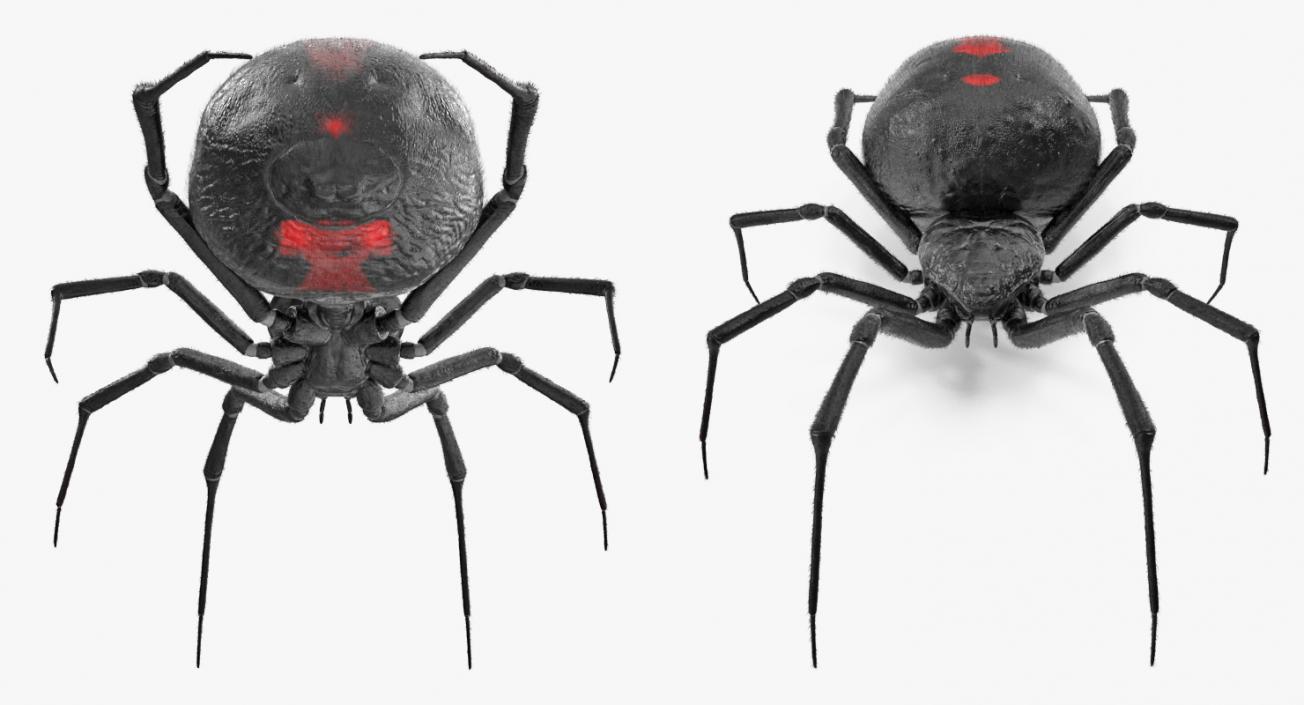 Rigged Spiders 3D Models Collection 2 3D