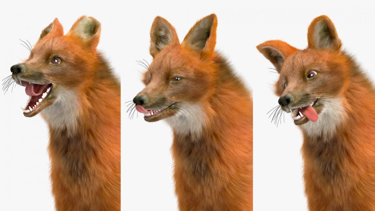 3D Maned Wolf Fur Rigged