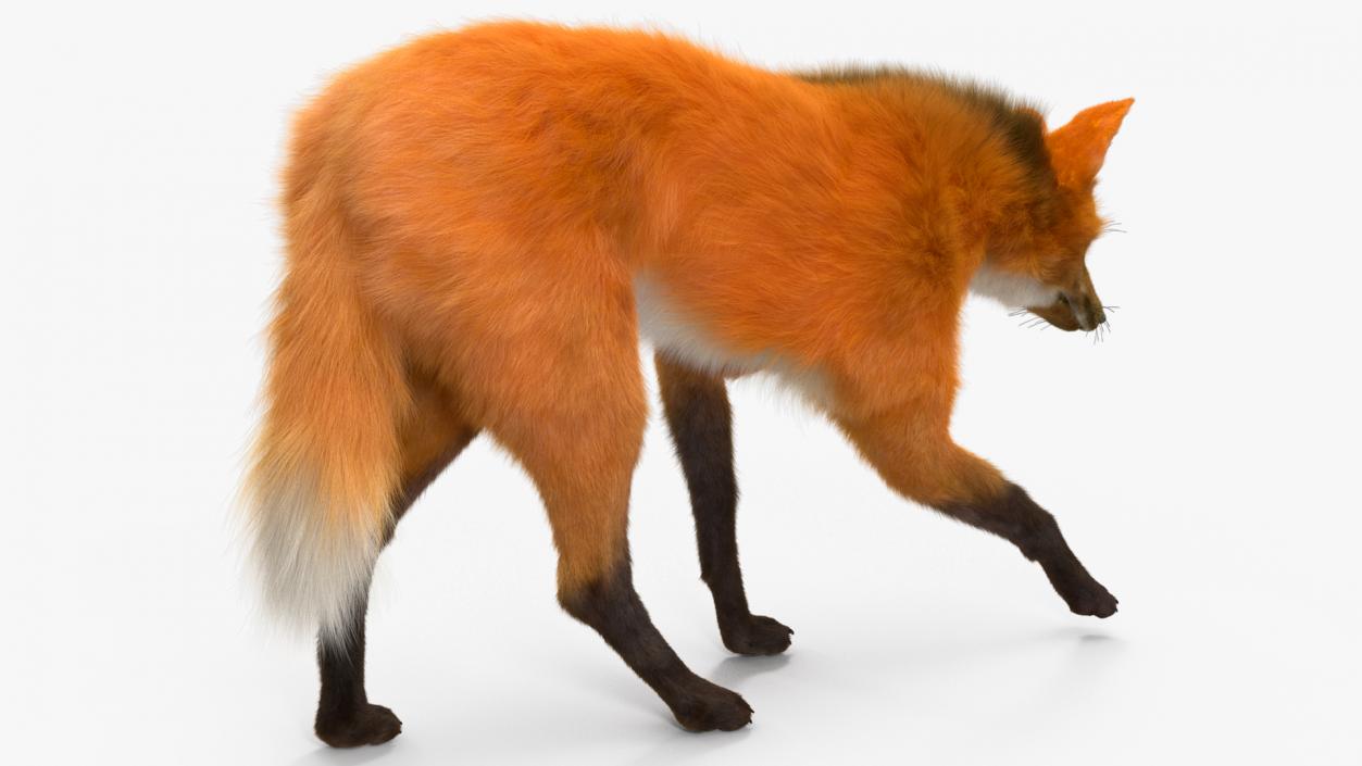 3D Maned Wolf Fur Rigged